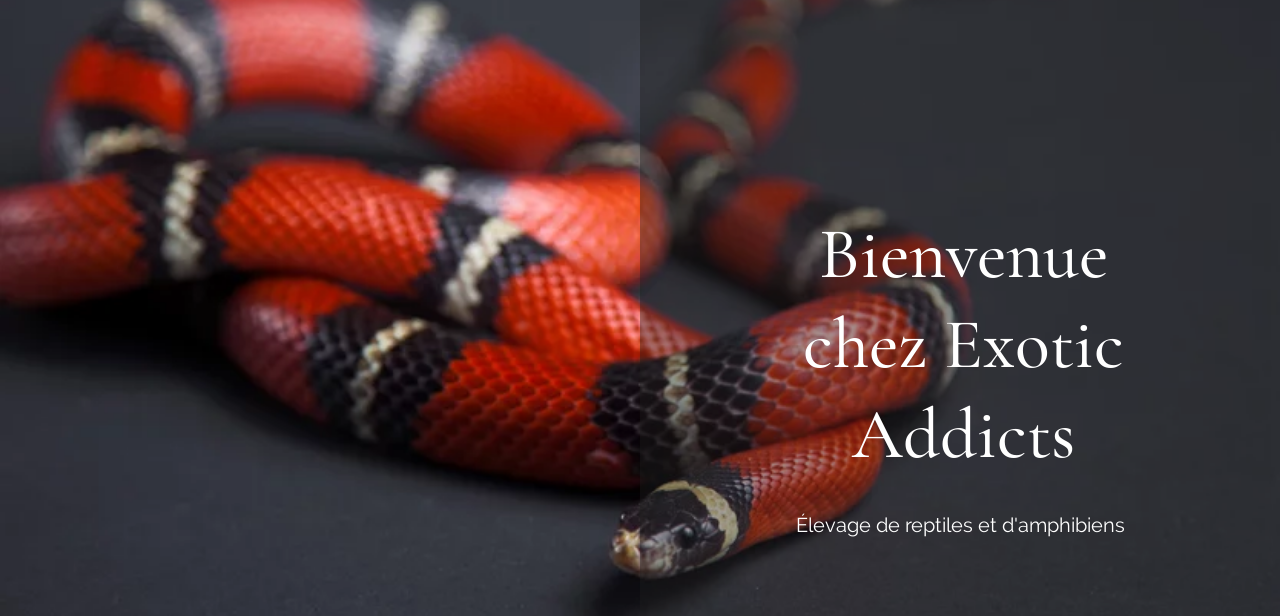 Exotic Addicts - Animalerie Exotique