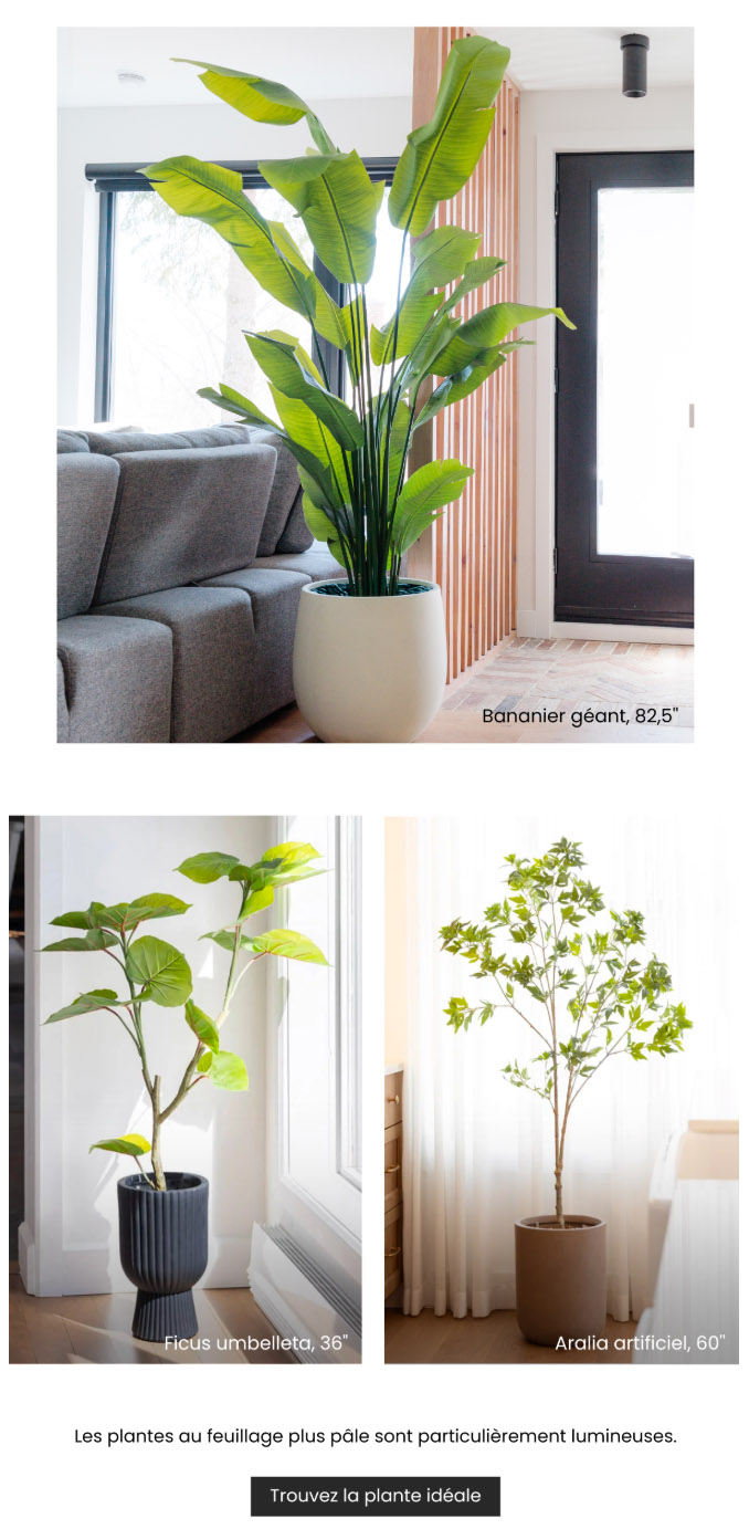 Les plantes d’intérieur prennent des airs d’été!