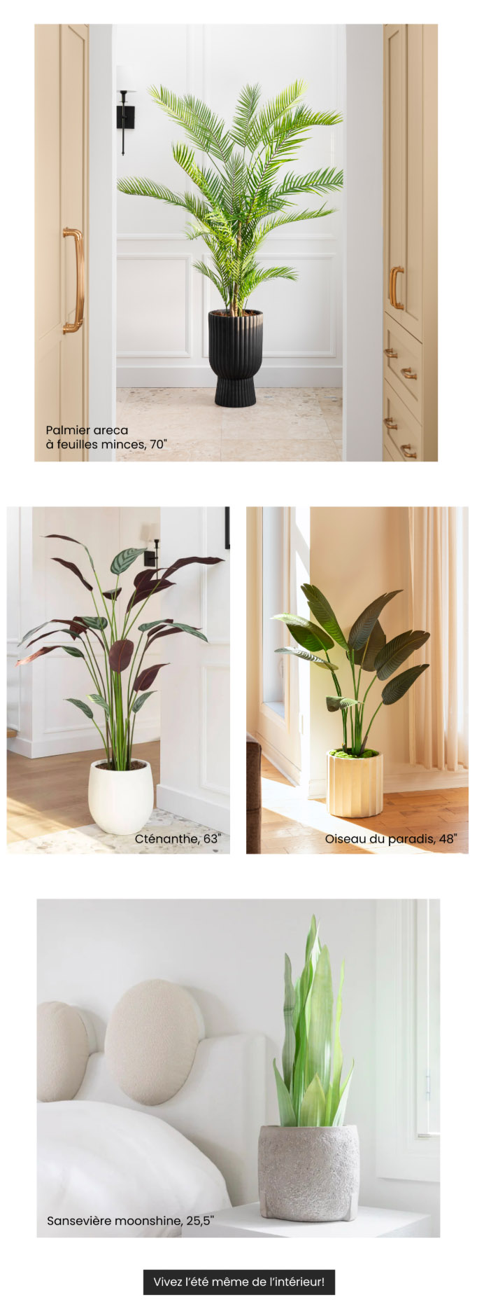 Les plantes d’intérieur prennent des airs d’été!