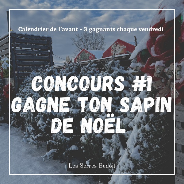 Concours GAGNE TON SAPIN DE NOËL NATUREL!
