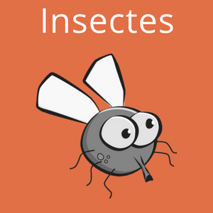 Trucs et Astuces Insectes