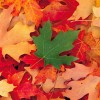 Guide de soins de la cour pour l’automne Guide de soins de la cour pour l’automne