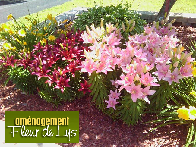 Aménagement Fleur de Lys - Paysagiste Aménagement Fleur de Lys - Paysagiste