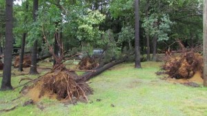 Ces arbres ont été renversés par les rafales à Pointe-du-Lac, en Mauricie