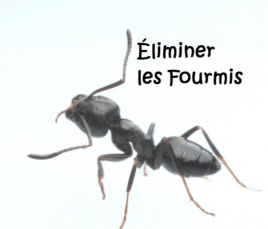 Comment Éliminer les Fourmis Naturellement dans la Maison | Circulaire ...
