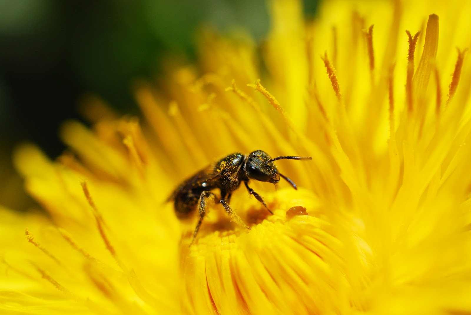 Piqûre de Guêpe ou D'abeille Que Faire ? Circulaire en ligne