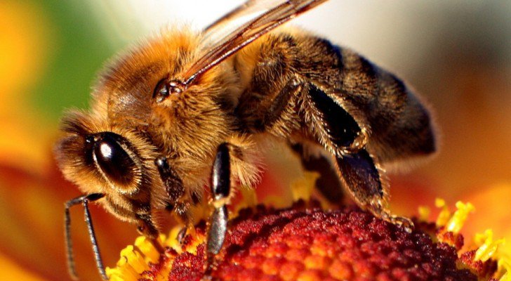 Une étude de Harvard prouve pourquoi les abeilles sont toutes en train de disparaître