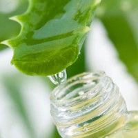aloes remède herbe à puce