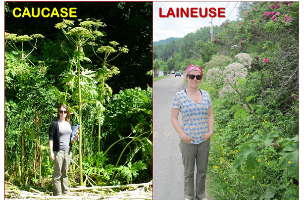 Berce Caucase et Laineuse