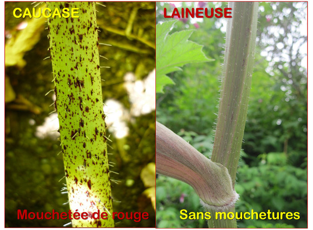 Berce Caucase Mouchetée Rouge et sans mouchetures