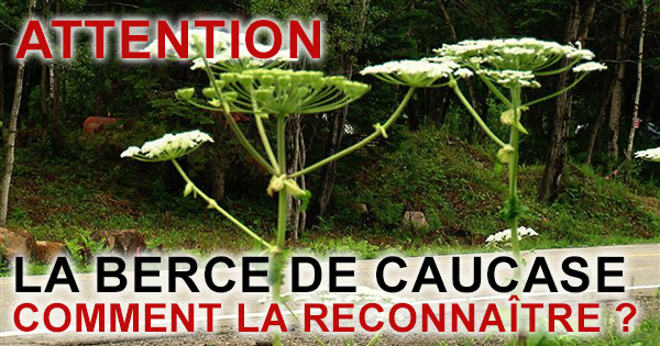 Berce de Caucase la Reconnaître