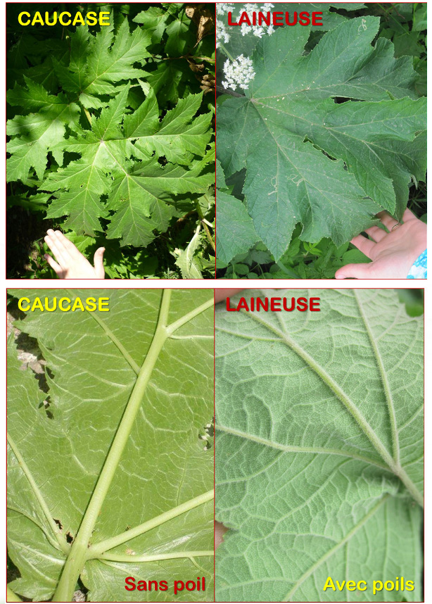 Berce de Caucase sans poil