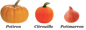 citrouille-potimarron-potiron