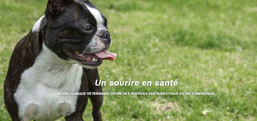Clinique Vétérinaire Ami-Fidèle en Ligne