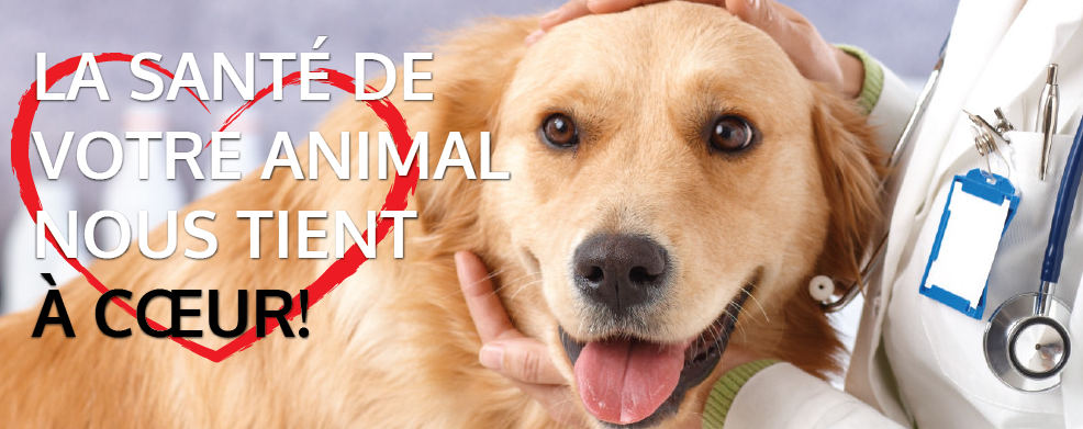 Clinique V&eacute;t&eacute;rinaire AnimoSoins en Ligne