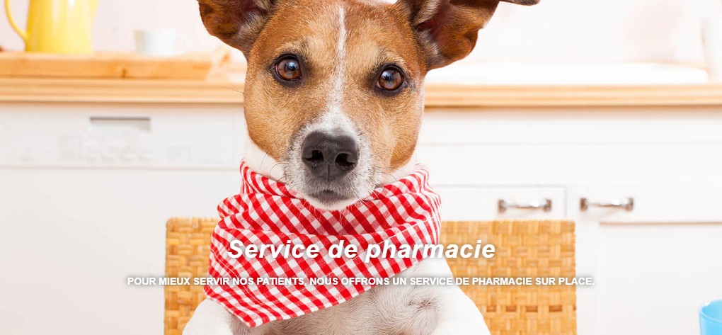 Clinique V&eacute;t&eacute;rinaire de l'&Icirc;le J&eacute;sus Inc. en Ligne