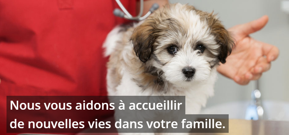 Clinique V&eacute;t&eacute;rinaire &Egrave;ve Woods-Lavoie en Ligne