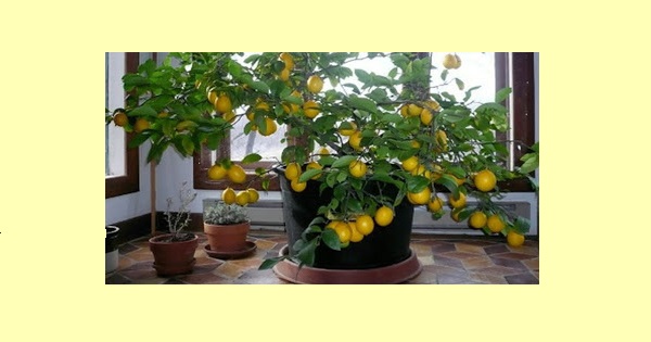 Comment Faire Pousser un Citronnier dans votre Maison