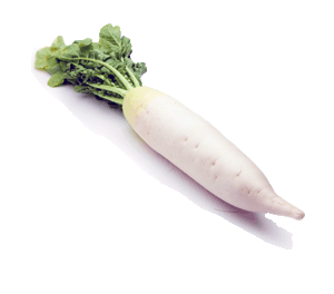 daikon