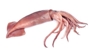 Encornets