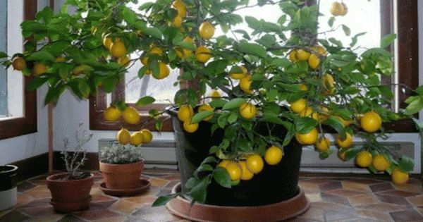 Comment Faire Pousser un Citronnier dans votre Maison