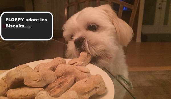 floppy-adore-les-biscuits floppy-adore-les-biscuits