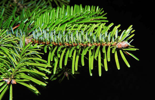 Enlever la Gomme de Sapin, 10 Trucs à Découvrir Enlever la Gomme de Sapin, 10 Trucs à Découvrir