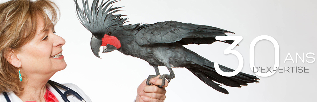 Hôpital pour Oiseaux & Animaux Éxotiques en Ligne