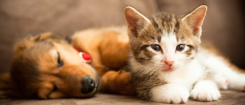 Hôpital Vétérinaire Animal 911 en Ligne