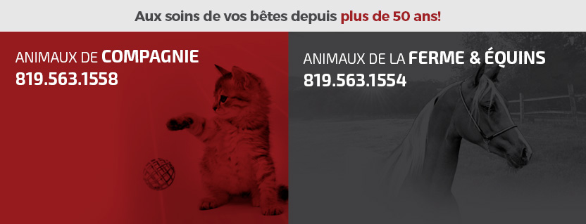 Hôpital Vétérinaire de Sherbrooke en Ligne