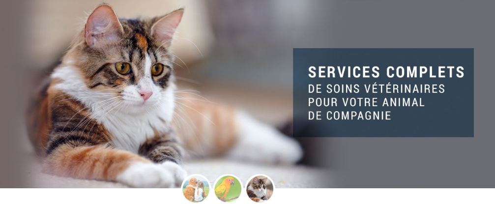 Hôpital Vétérinaire Vimont en Ligne