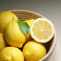 jus de citron remède herbe à puce