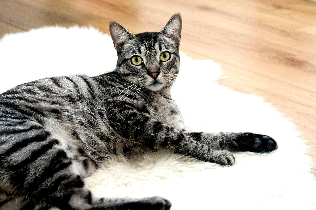 meilleur litière pour chat sans poussière 15kg