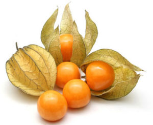Physalis Physalis