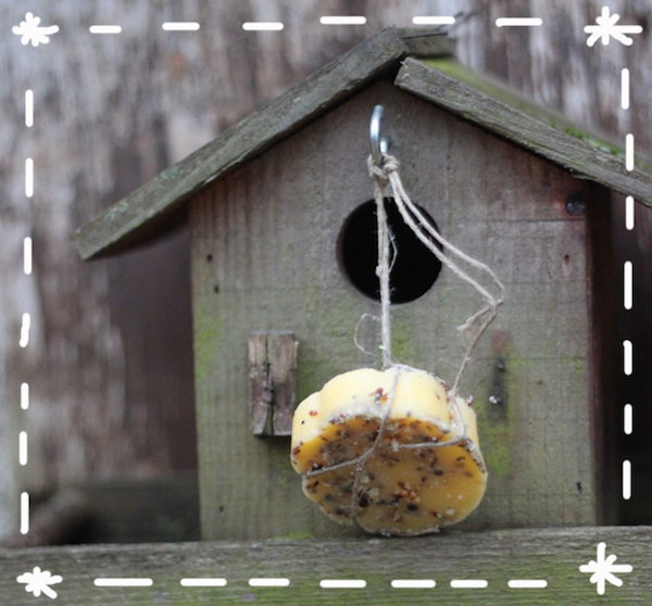 La recette facile des boules de graisse pour nourrir les oiseaux - Le  Parisien