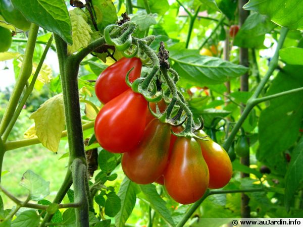 Trucs pour la Culture de la Tomate