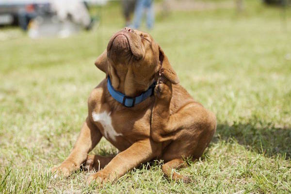un-shampoing-anti-puce-fait-maison-naturel-pour-votre-chien2