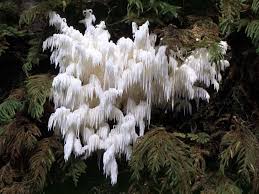 Hericium Hericium